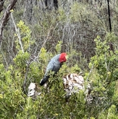 Callocephalon fimbriatum (Gang-gang Cockatoo) at Tennent, ACT - 28 Aug 2022 by Bugologist