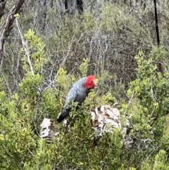Callocephalon fimbriatum (Gang-gang Cockatoo) at Tennent, ACT - 29 Aug 2022 by FeralGhostbat