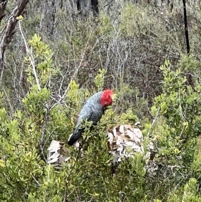 Callocephalon fimbriatum (Gang-gang Cockatoo) at Tennent, ACT - 29 Aug 2022 by FeralGhostbat