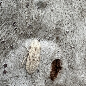 Ledromorpha planirostris at Tennent, ACT - 29 Aug 2022 11:07 AM