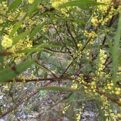 Acacia rubida (Red-stemmed Wattle, Red-leaved Wattle) at Molonglo Valley, ACT - 29 Aug 2022 by lbradley