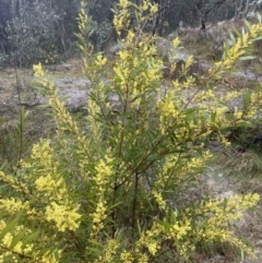 Acacia rubida at Aranda, ACT - 29 Aug 2022 03:40 PM