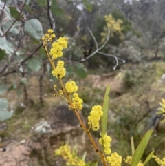 Acacia rubida at Aranda, ACT - 29 Aug 2022 03:40 PM