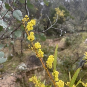 Acacia rubida at Aranda, ACT - 29 Aug 2022