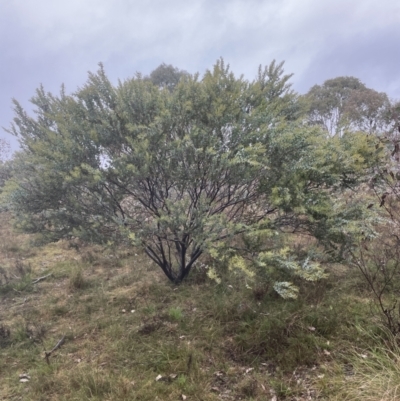 Acacia cultriformis (Knife Leaf Wattle) at Molonglo Valley, ACT - 29 Aug 2022 by lbradley