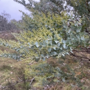 Acacia cultriformis at Aranda, ACT - 29 Aug 2022