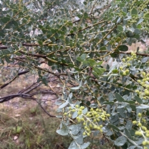 Acacia cultriformis at Aranda, ACT - 29 Aug 2022