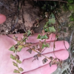 Asplenium flabellifolium (Necklace Fern) at Bungendore, NSW - 28 Aug 2022 by clarehoneydove