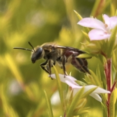 Apiformes (informal group) (Unidentified bee) at Hackett, ACT - 28 Aug 2022 by Boagshoags