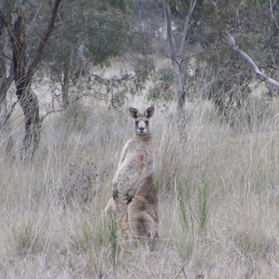 Macropus giganteus (Eastern Grey Kangaroo) at Mulligans Flat - 28 Aug 2022 by MatthewFrawley