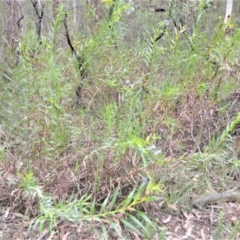 Stypandra glauca (Nodding Blue Lily) at Woodlands, NSW - 29 Aug 2022 by plants