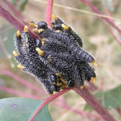 Perga dorsalis (Steel-blue sawfly, spitfire) at Throsby, ACT - 28 Aug 2022 by MatthewFrawley