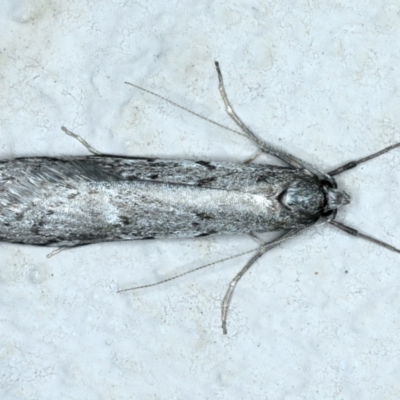 Philobota stella (A concealer moth) at Ainslie, ACT - 26 Aug 2022 by jb2602