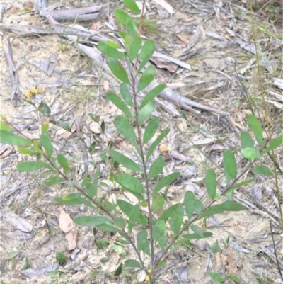 Persoonia glaucescens (Mittagong Geebung) by plants