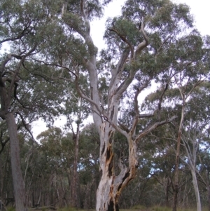 Eucalyptus rossii at Throsby, ACT - 28 Aug 2022