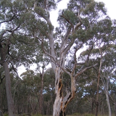 Eucalyptus rossii (Inland Scribbly Gum) at Throsby, ACT - 28 Aug 2022 by MatthewFrawley