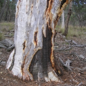 Eucalyptus rossii at Throsby, ACT - 28 Aug 2022