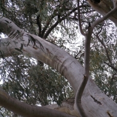 Eucalyptus rossii at Throsby, ACT - 28 Aug 2022