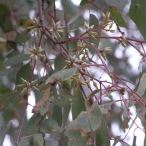 Eucalyptus blakelyi at Forde, ACT - 28 Aug 2022