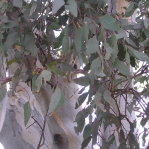 Eucalyptus blakelyi at Forde, ACT - 28 Aug 2022