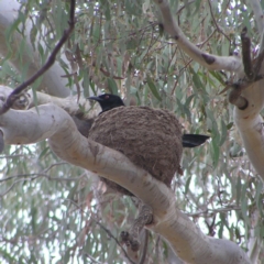 Corcorax melanorhamphos (White-winged Chough) at Forde, ACT - 28 Aug 2022 by MatthewFrawley