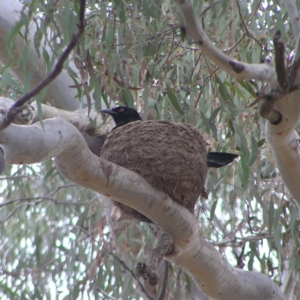 Corcorax melanorhamphos at Forde, ACT - 28 Aug 2022 02:57 PM