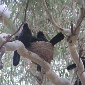 Corcorax melanorhamphos at Forde, ACT - 28 Aug 2022 02:57 PM