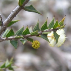 Acacia gunnii (Ploughshare Wattle) at Forde, ACT - 28 Aug 2022 by MatthewFrawley