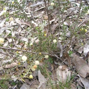 Acacia gunnii at Forde, ACT - 28 Aug 2022