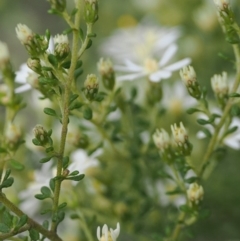 Olearia microphylla (Olearia) at Bruce, ACT - 29 Aug 2022 by RAllen