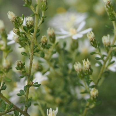 Olearia microphylla (Olearia) at Bruce, ACT - 29 Aug 2022 by RAllen