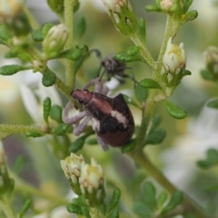 Gonipterus suturalis (Eucalypt weevil) at Bruce, ACT - 29 Aug 2022 by RAllen