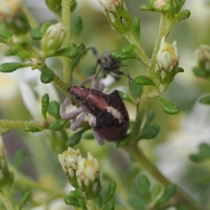 Gonipterus suturalis at Bruce, ACT - 29 Aug 2022 10:55 AM