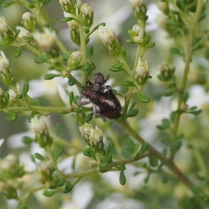 Gonipterus suturalis at Bruce, ACT - 29 Aug 2022 10:55 AM