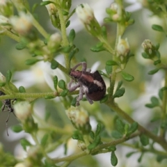 Gonipterus suturalis at Bruce, ACT - 29 Aug 2022 10:55 AM