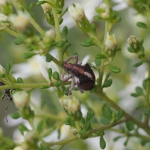 Gonipterus suturalis at Bruce, ACT - 29 Aug 2022 10:55 AM