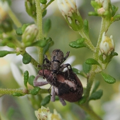 Merimnetes oblongus (Radiata pine shoot weevil) at Bruce, ACT - 29 Aug 2022 by RAllen