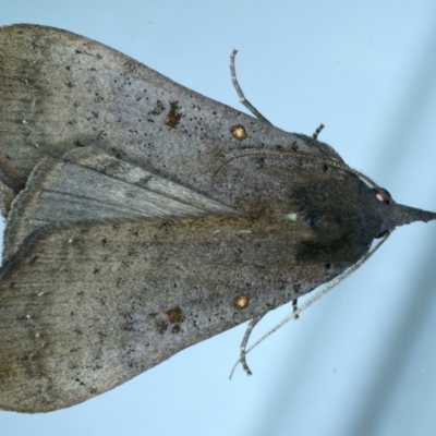 Rhapsa suscitatalis (Wedged Rhapsa) at Ainslie, ACT - 25 Aug 2022 by jb2602