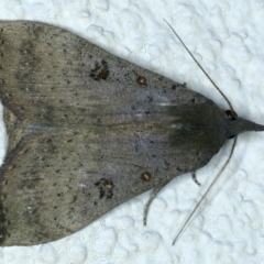 Rhapsa suscitatalis at Ainslie, ACT - 25 Aug 2022