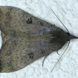 Rhapsa suscitatalis at Ainslie, ACT - 25 Aug 2022