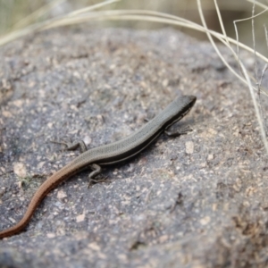 Morethia boulengeri at Stromlo, ACT - 28 Aug 2022