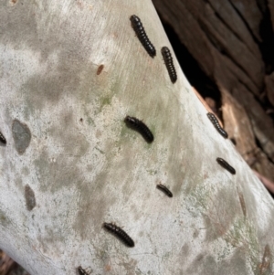 Ecnolagria sp. (genus) at Crace, ACT - 17 Aug 2022 12:48 PM