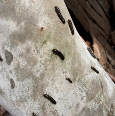 Ecnolagria sp. (genus) (A brown darkling beetle) at Crace, ACT - 17 Aug 2022 by Rosie