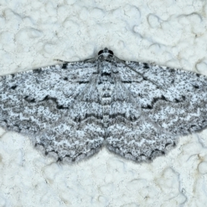 Psilosticha absorpta at Ainslie, ACT - 21 Aug 2022