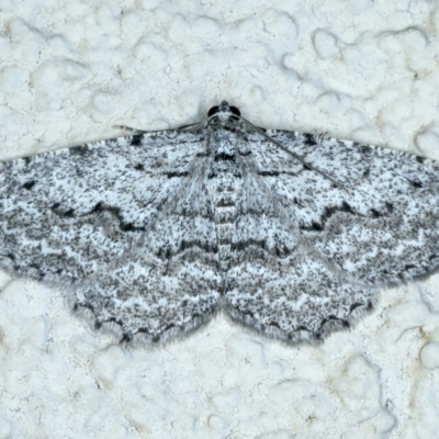 Psilosticha absorpta (Fine-waved Bark Moth) at Ainslie, ACT - 21 Aug 2022 by jb2602