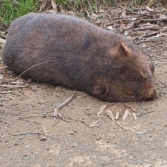 Vombatus ursinus (Common wombat, Bare-nosed Wombat) at Gundaroo, NSW - 29 Aug 2022 by Gunyijan