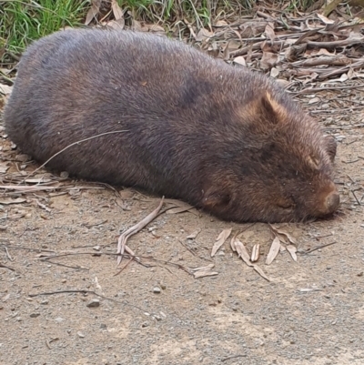 Vombatus ursinus (Common wombat, Bare-nosed Wombat) at Gundaroo, NSW - 29 Aug 2022 by Gunyijan