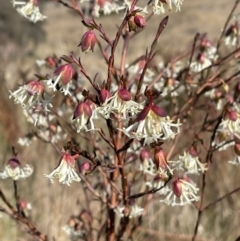 Pimelea linifolia subsp. linifolia (Queen of the Bush, Slender Rice-flower) at Environa, NSW - 24 Aug 2022 by Wandiyali