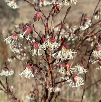 Pimelea linifolia subsp. linifolia (Queen of the Bush, Slender Rice-flower) at Environa, NSW - 23 Aug 2022 by Wandiyali