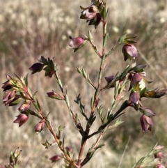 Pimelea linifolia subsp. linifolia at Environa, NSW - suppressed